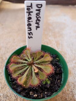 Sundew plants, 3 kinds, carnivorous