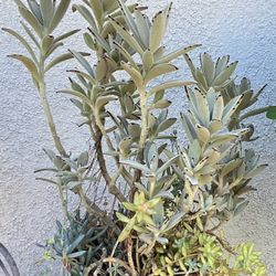 Kalanchoe Tomentosa With Sedum Succulents 