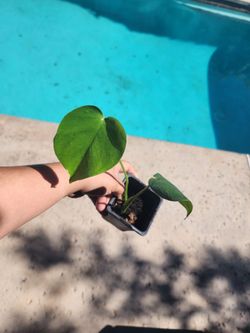 young Monstera deliciosa, commonly known as a Swiss cheese plant or split-leaf philodendron #1