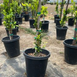 Ficus Plants