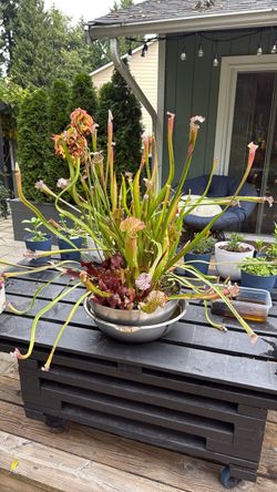 Carnivorous multiple flowering sarracenia and purpurea self watering bog garden