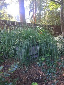 Decorative grass in barrel planter