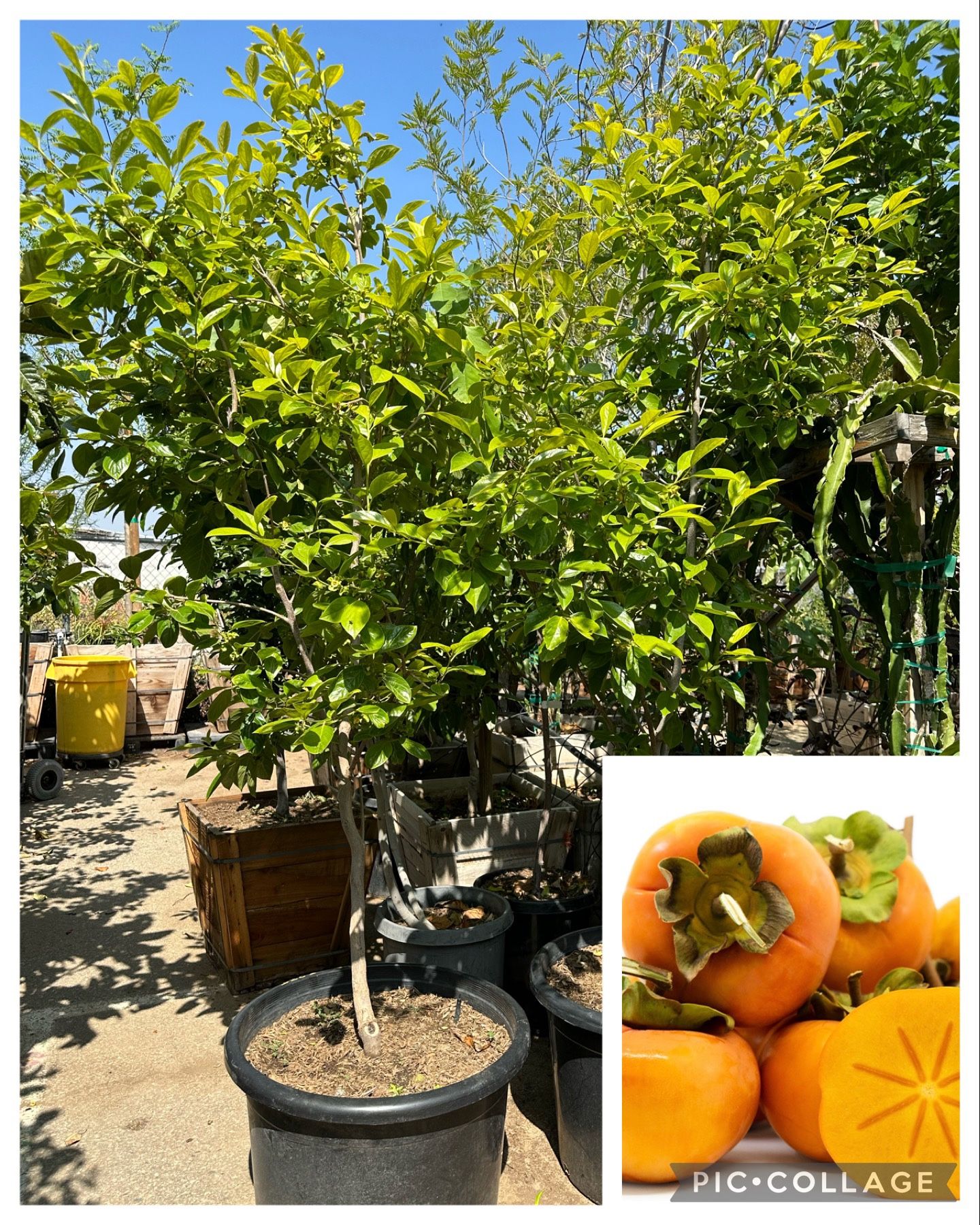 Fuyu Persimmon Tree 25gal