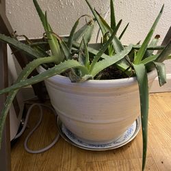 Aloe Vera Plant 