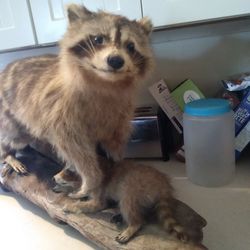 Stuffed Raccoon And Baby