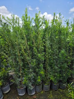 podocarpus6 to 7 feet tall  Instant Privacy Hedge For Fence Green Full Ready Best plant for fencing hedges and privacy low maintenance  minimum qty 30