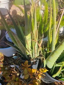 Big Olivera plant $20/each or $50/for 3
