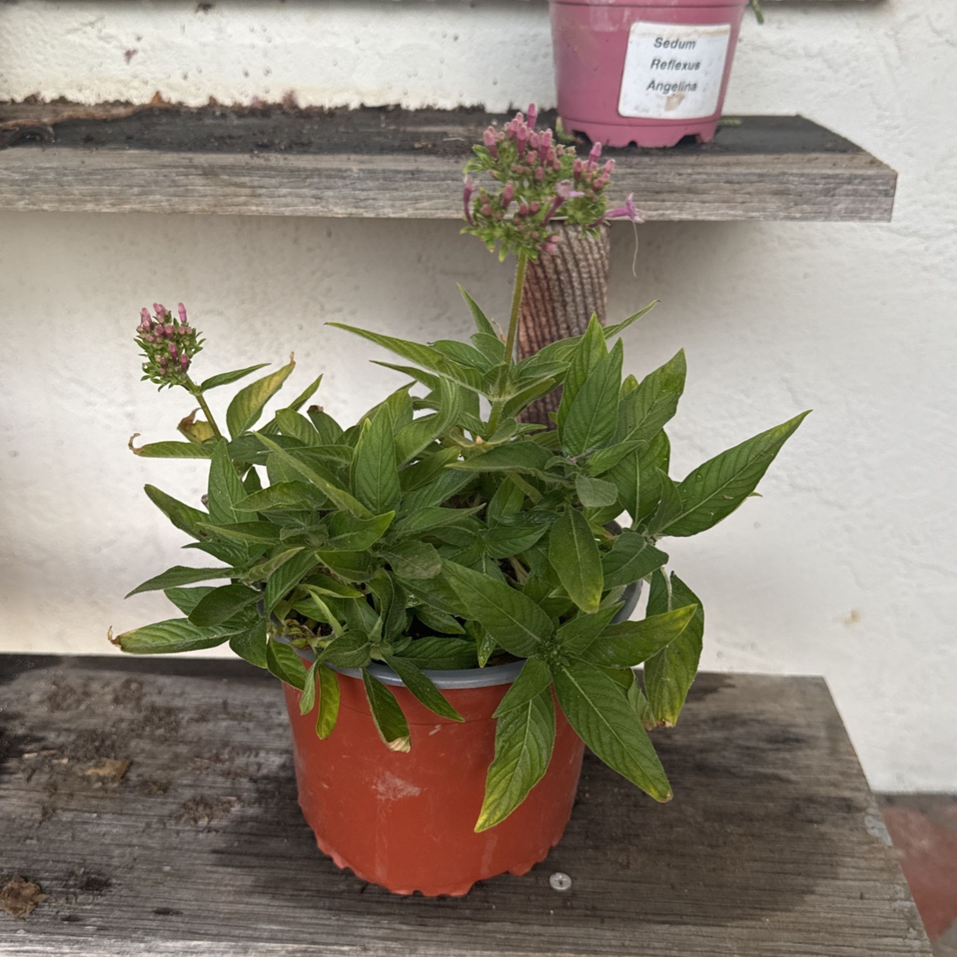 Pink Flowering Pentas Plant $2 6” Pot Size