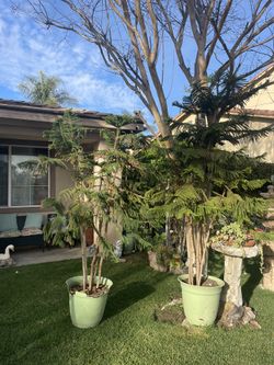 2 Trees For Sale