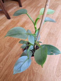 Silver Sword Philodendrons