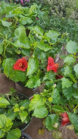 Hibiscus