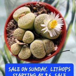 LITHOPS ONLY $6 EACH. SALE SUNDAY IN SAN LORENZO FROM NOON  TO 530