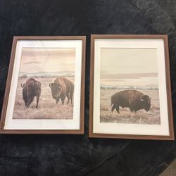 Decorative Buffalo Photos