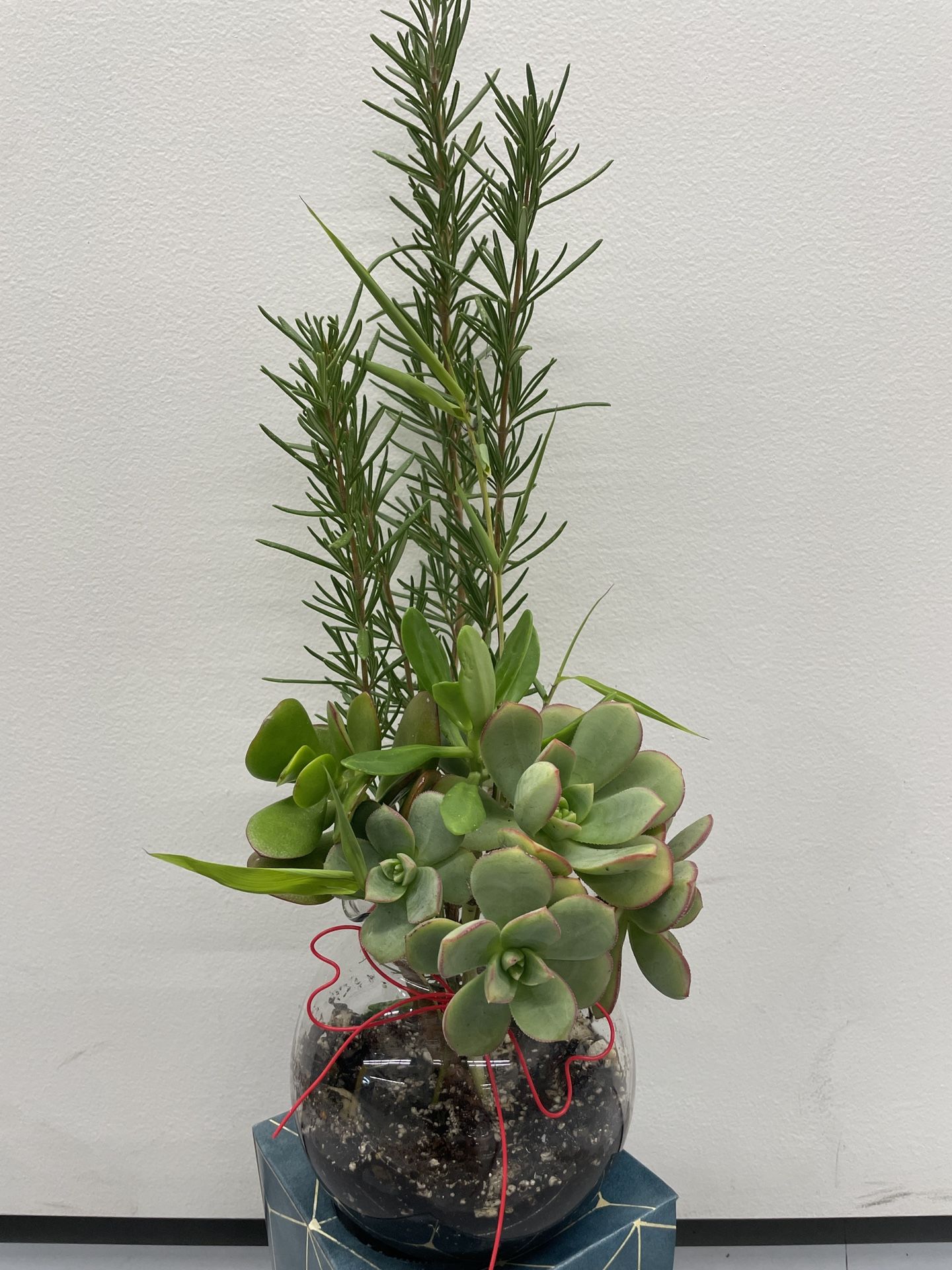 Succulent and Rosemary - Arrangement Aeonium Haworthii 'Kiwi cactus Cacti Succulent real live plant