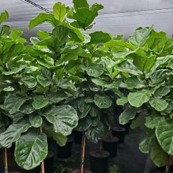 ficus lyrata About 7 feet tall 