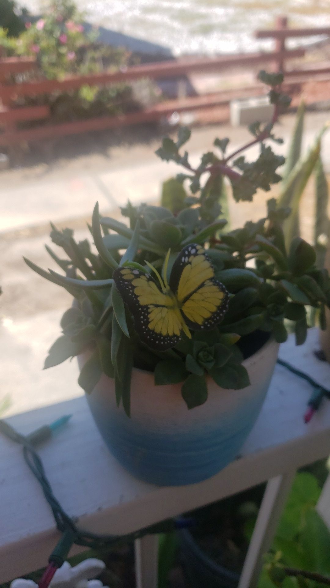 Plantas