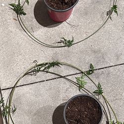 Home Grown young pink Jasmin plants - 2 Plants