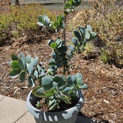 Plant