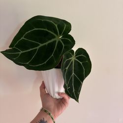 Anthurium Clarenervium Plant 🪴