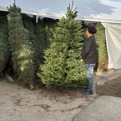 $90 Nobel fir 7/8ft