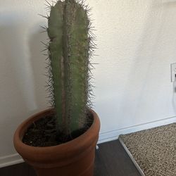 Carnegies Gigantea-Saguaro 