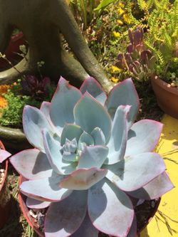 Succulents 8”