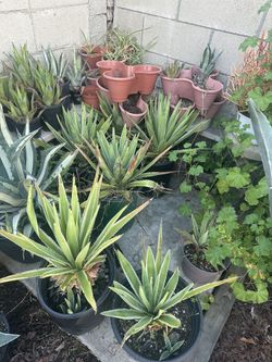 Agave
