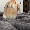 Erica