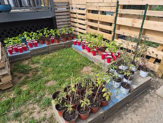GARDEN STARTS!!