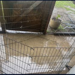 Dog Cage 