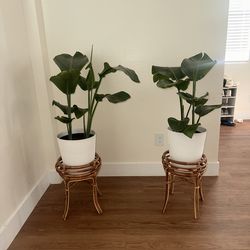 Plants