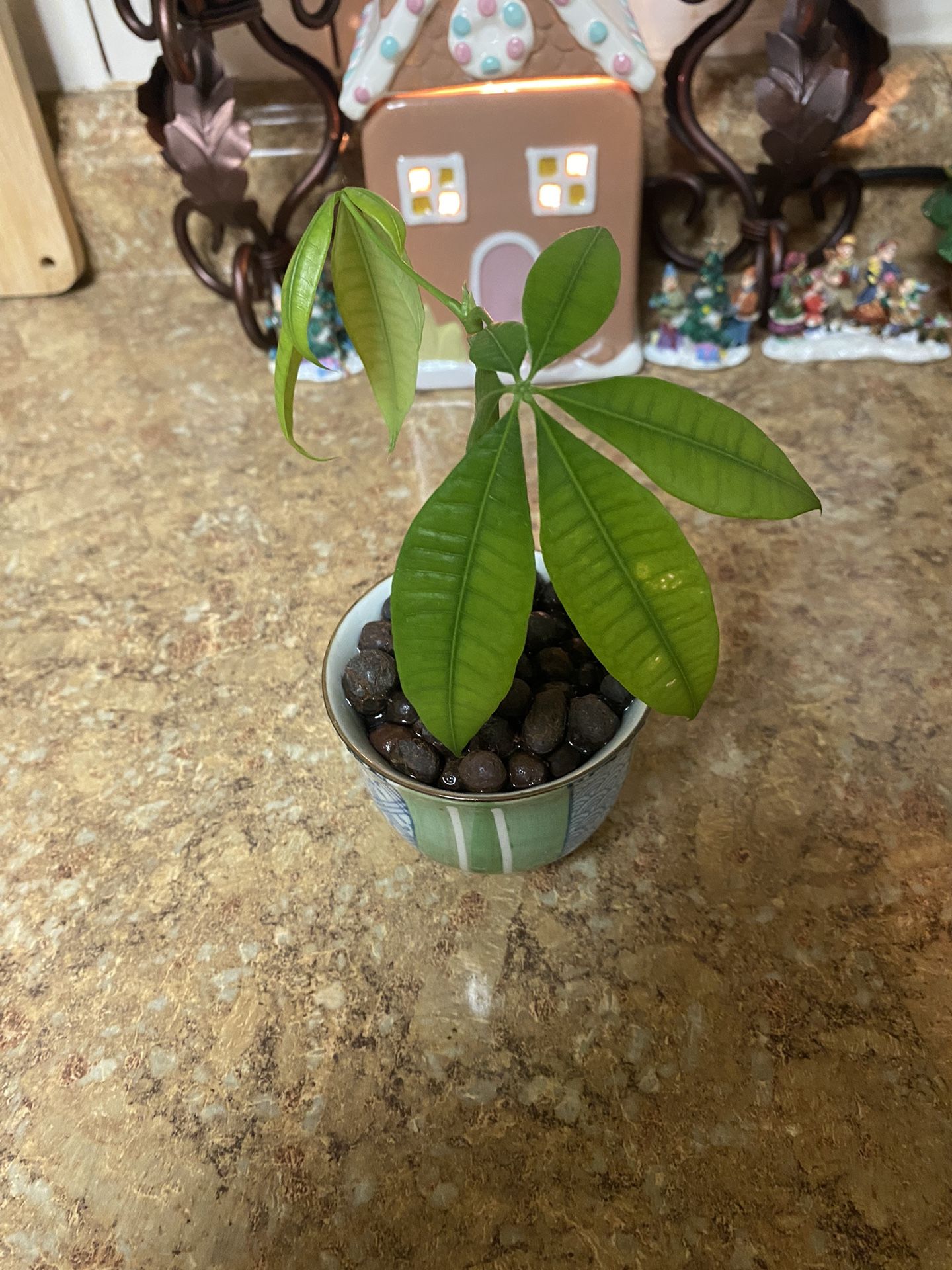 Money Tree Cutting With Healthy Roots