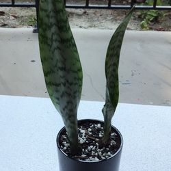 Snake plant with pot/ see discription 👍👍