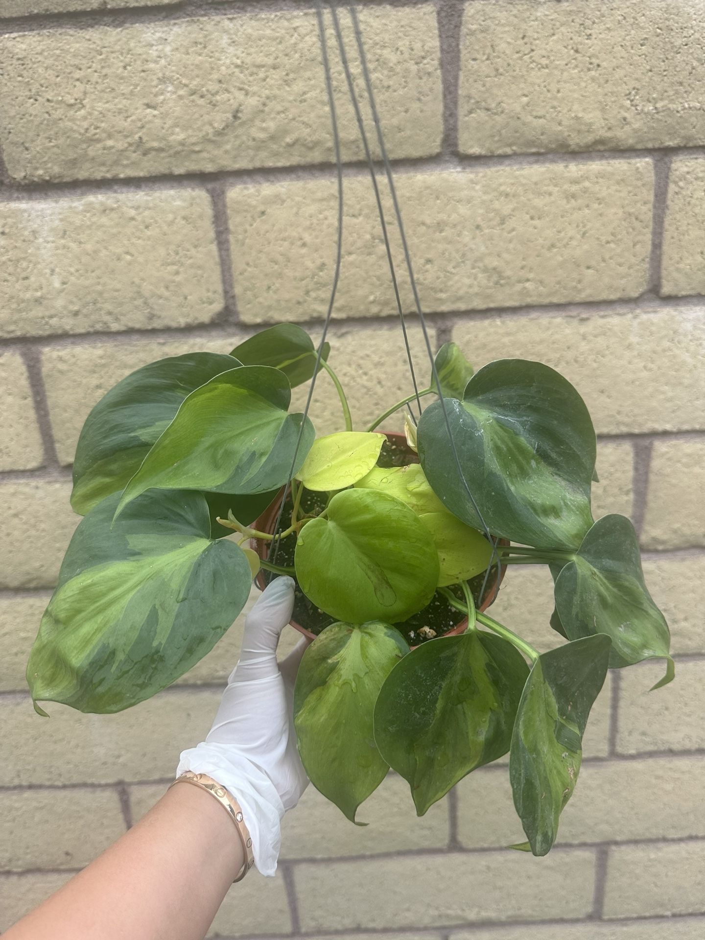 Brazil Pothos In 6” Pot