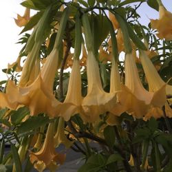 Angel Trumpets 🌸flower
