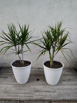 Dracaena Trees