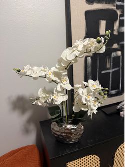 Orchid in vase 3 ft tall
