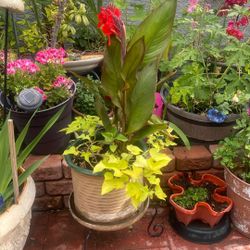 Beautiful Plants 