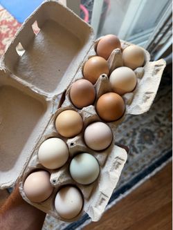 Carton eggs