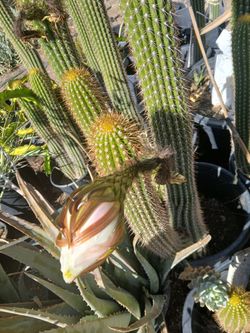 Tall Calif cactus 15 gallons size