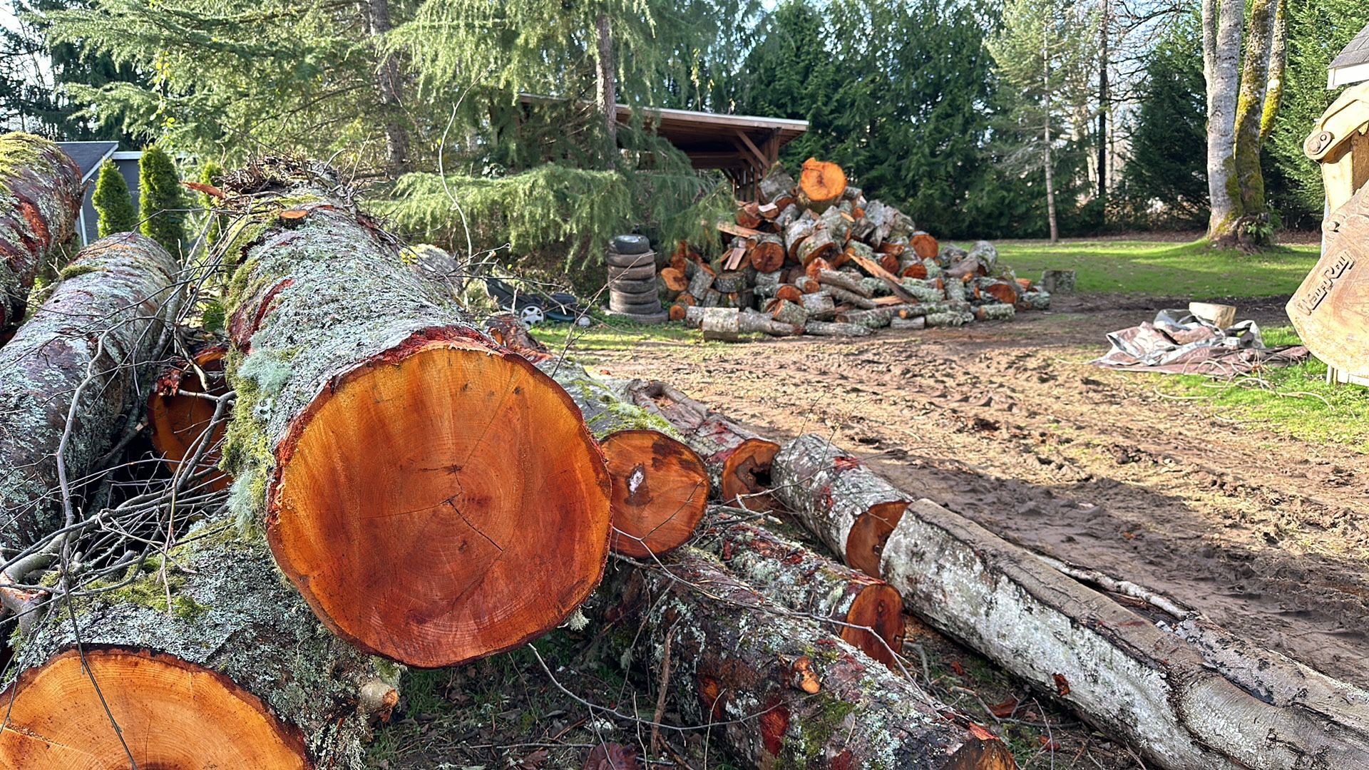 Fresh Cut Alder Rounds Not Split.