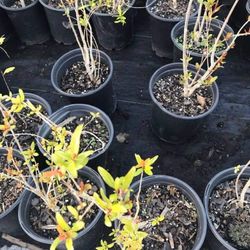 Pomegranade Seedling Plant In 1 Gallon Pot