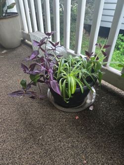 Spider plant mixed pot