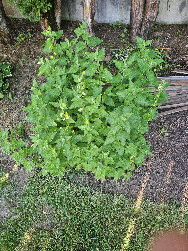 Catnip Plants