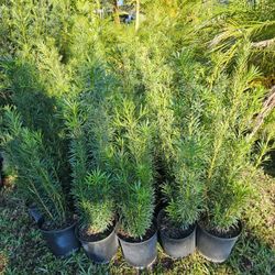 Huge Podocarpus For Instant Privacy Hedges 🌳🤩🏡