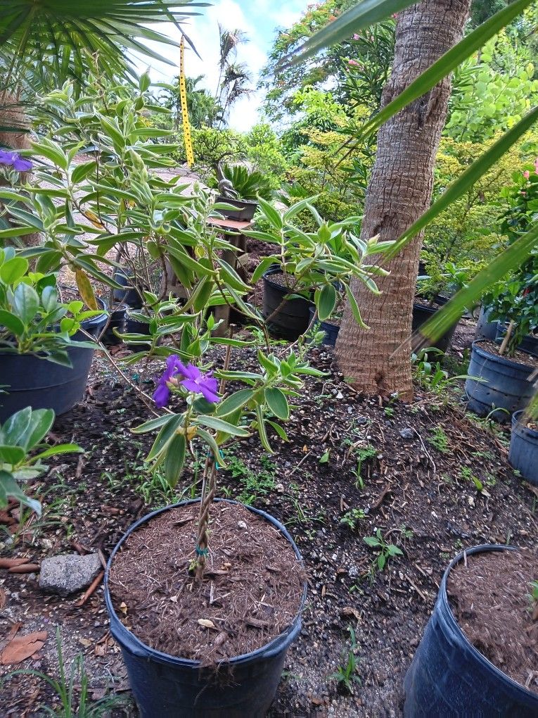 Pleroma Urvilleanum "Princess Flower " Tree 15gl 🪻$75