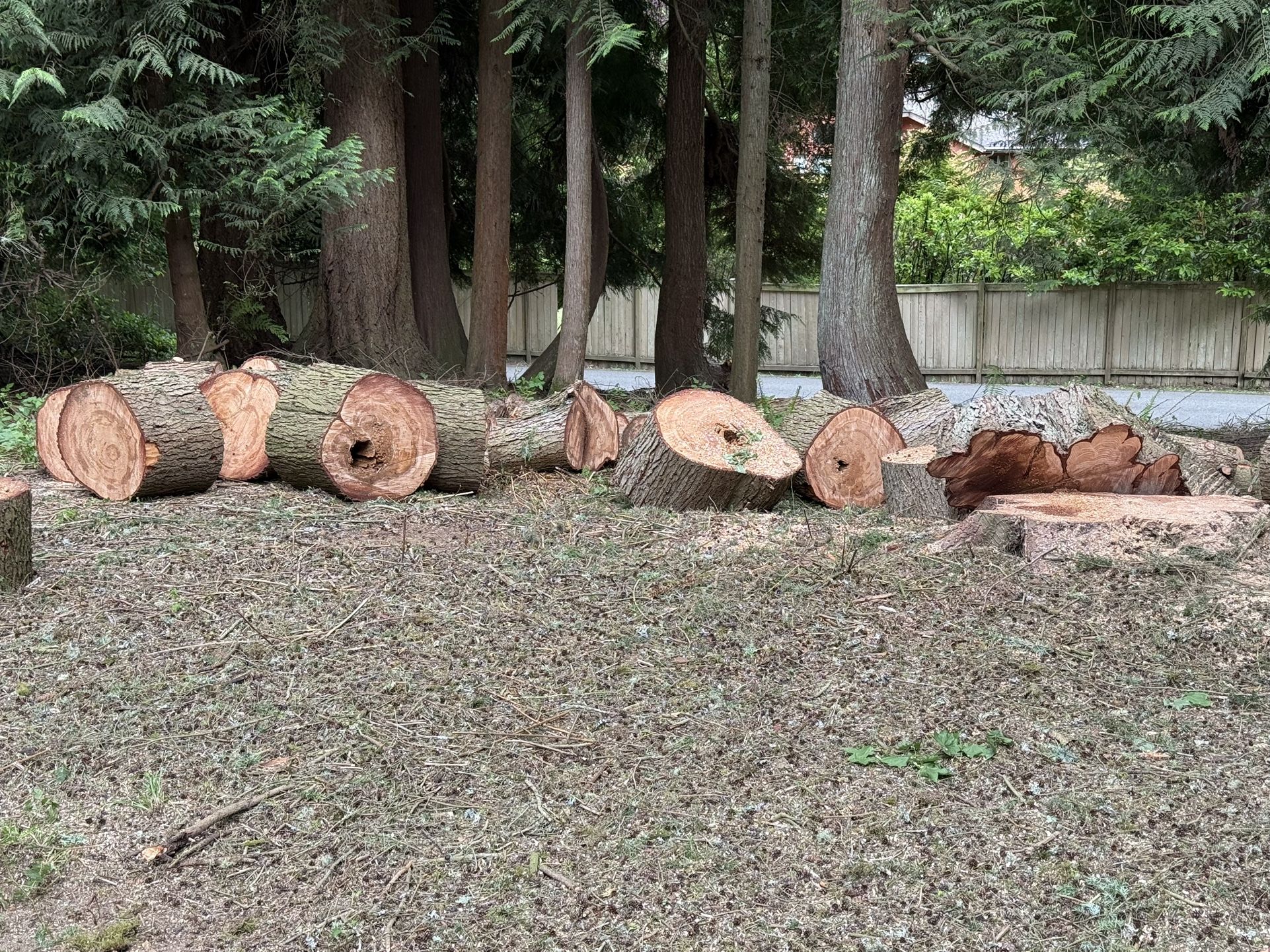Free! Fresh Cut Hemlock