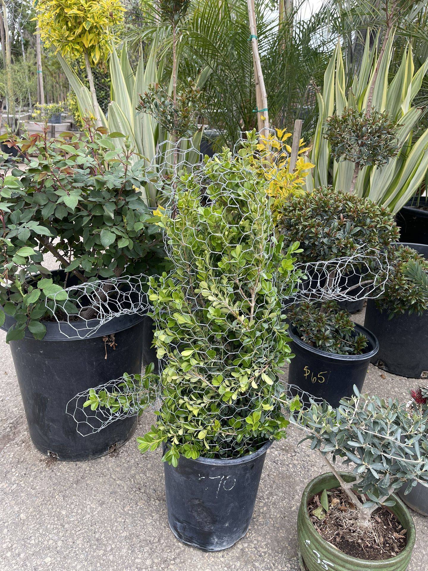 Topiary bonsai (bear)