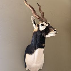 B & W Deer Head