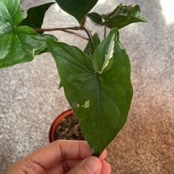 Syngonium Albo Cutting